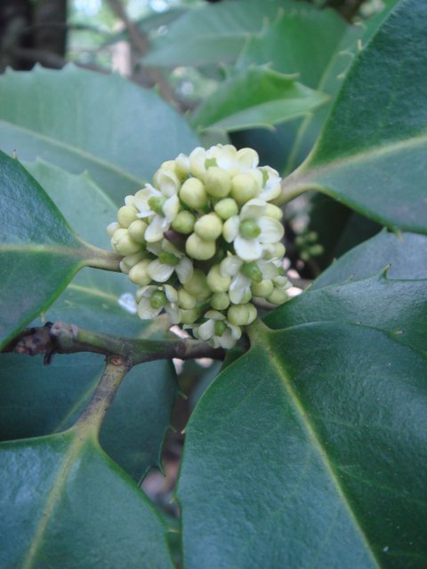 Ilex x koehneana 'Chestnut Leaf' fleur P1C P16
